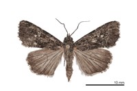 藏品(黯翅散紋夜蛾)的圖片